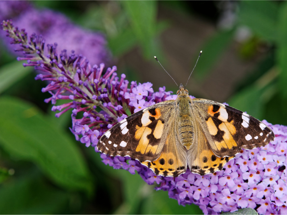 Vlinder in de tuin