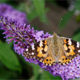 Afbeelding voor Natuurtuin