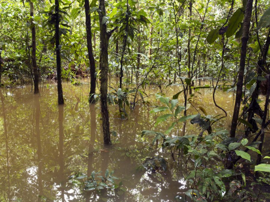Overstroomd regenwoud Amazone