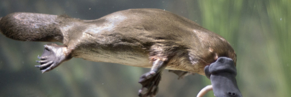 Top foto voor Hele bijzondere dieren