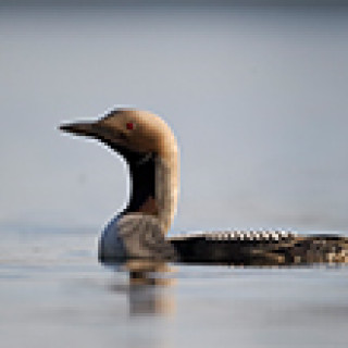 Afbeelding voor Goldcrest - Vogelen boven de Poolcirkel