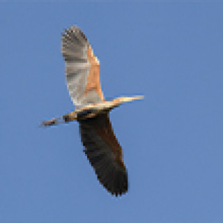 Afbeelding voor Goldcrest Nature Tours - Vogeltours Nederland