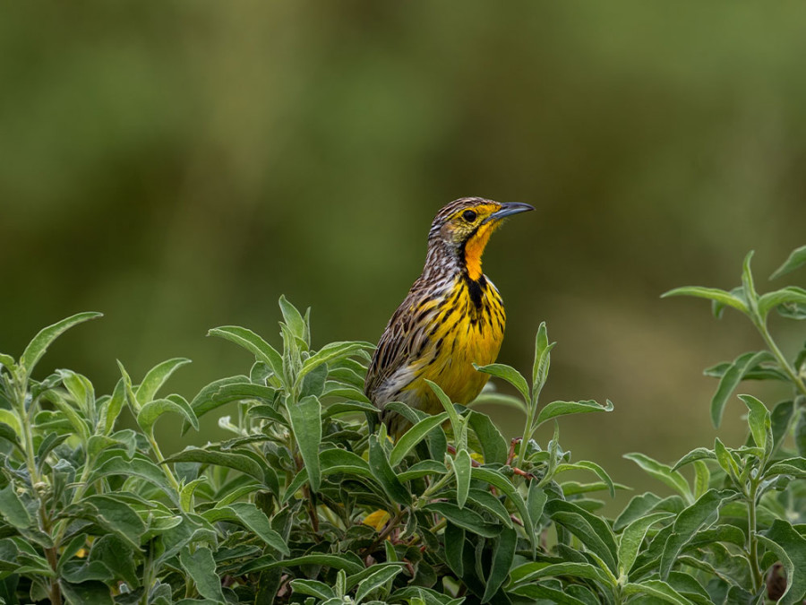 Vogels in Arusha