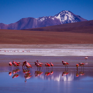 Afbeelding voor Vogels in Bolivia