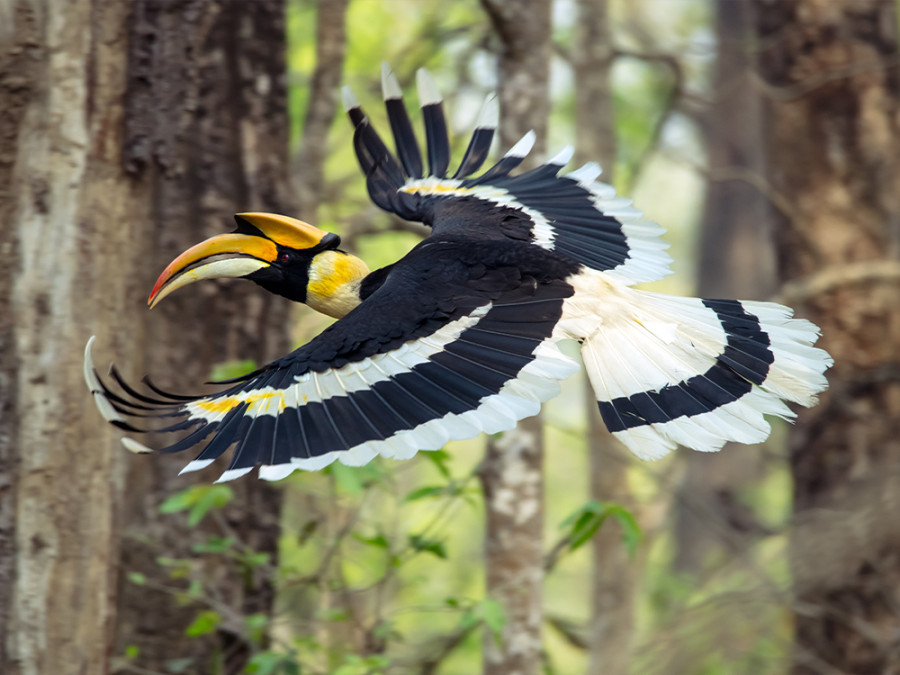 Safari Chitwan