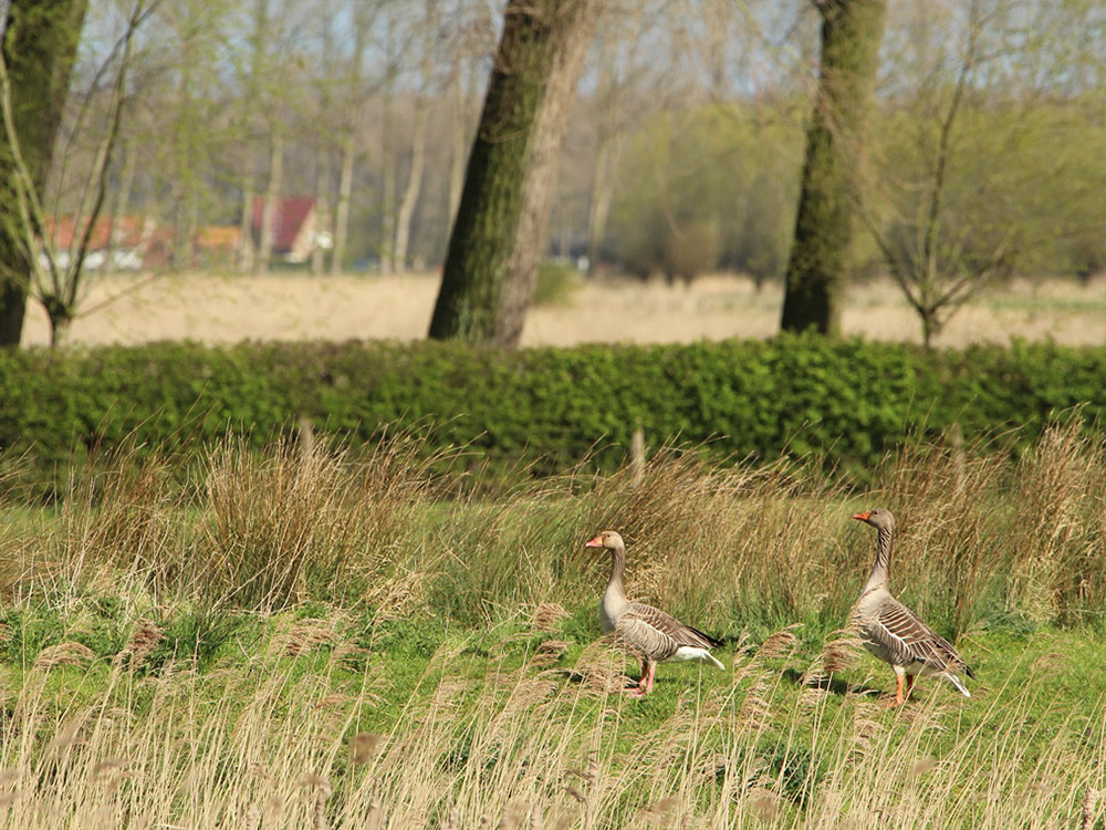 Ganzen bij de Stadswallen