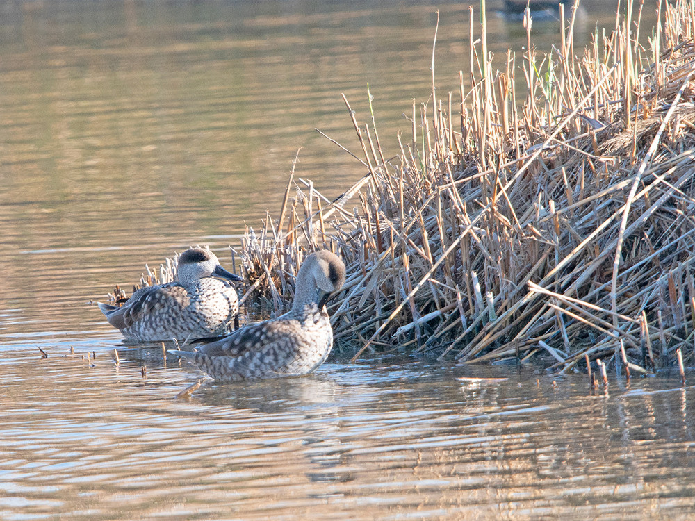 Vogels kijken in Alicante