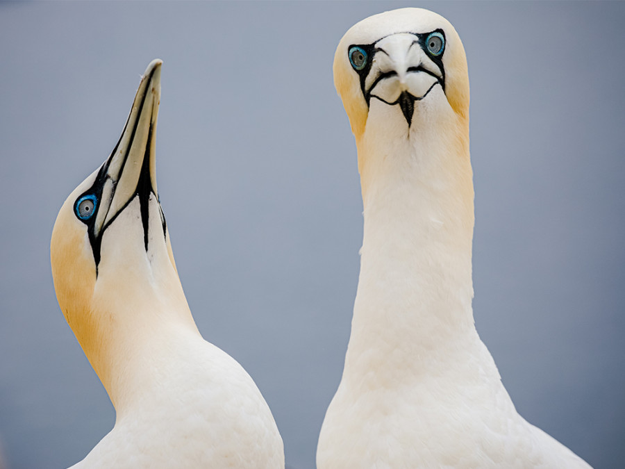 Vogels op Helgoland