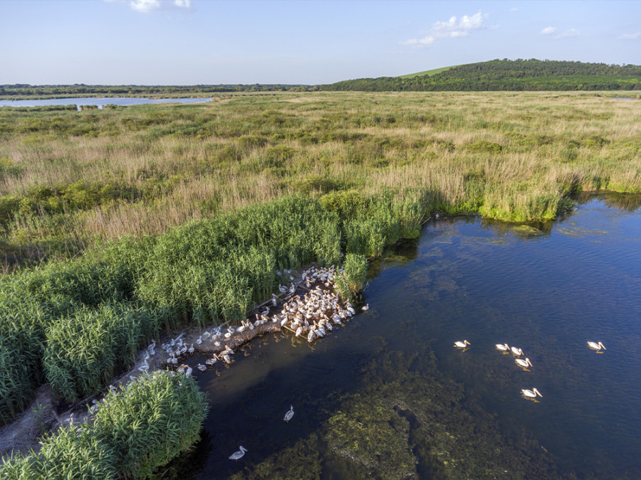 Vogels in Bulgarije