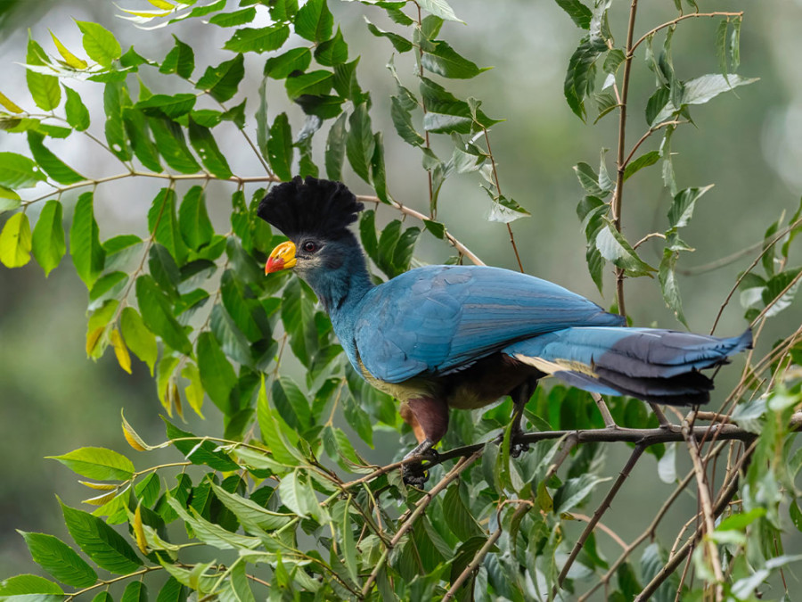 Vogels in Kibale