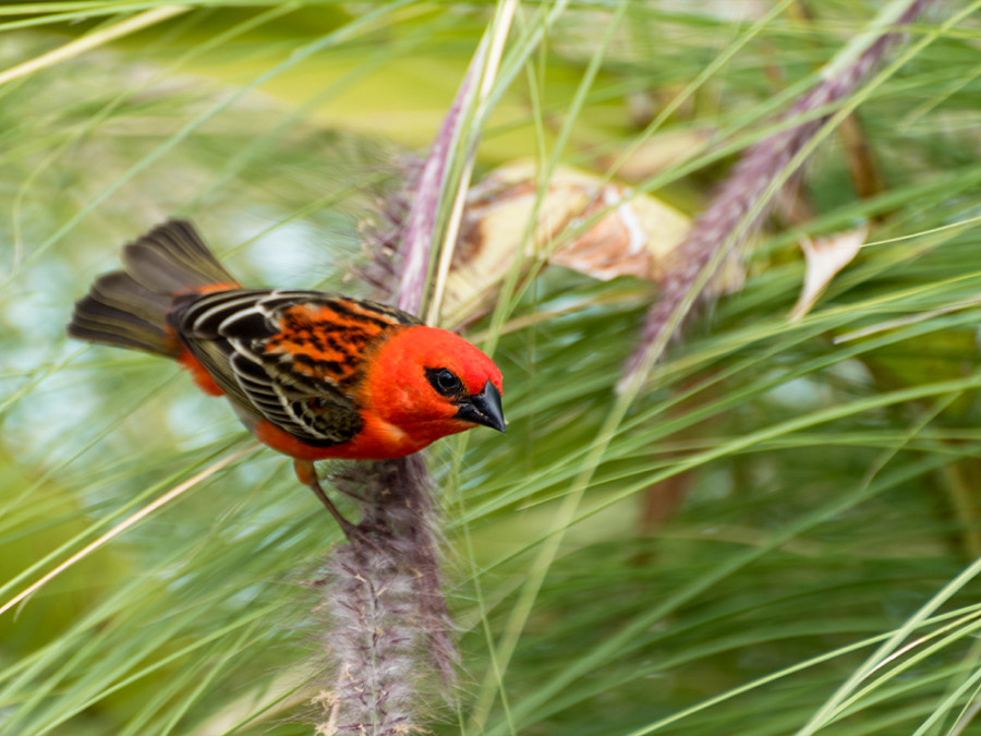 Vogels op La Réunion