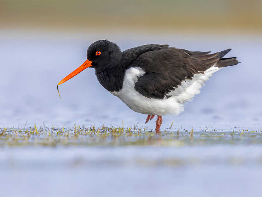 Vogels bij de Waddeneilanden