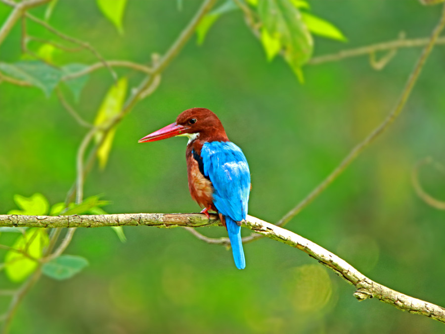 Dieren in Sri Lanka