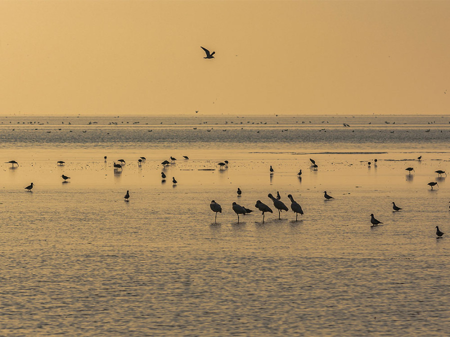 Vogels op Vlieland