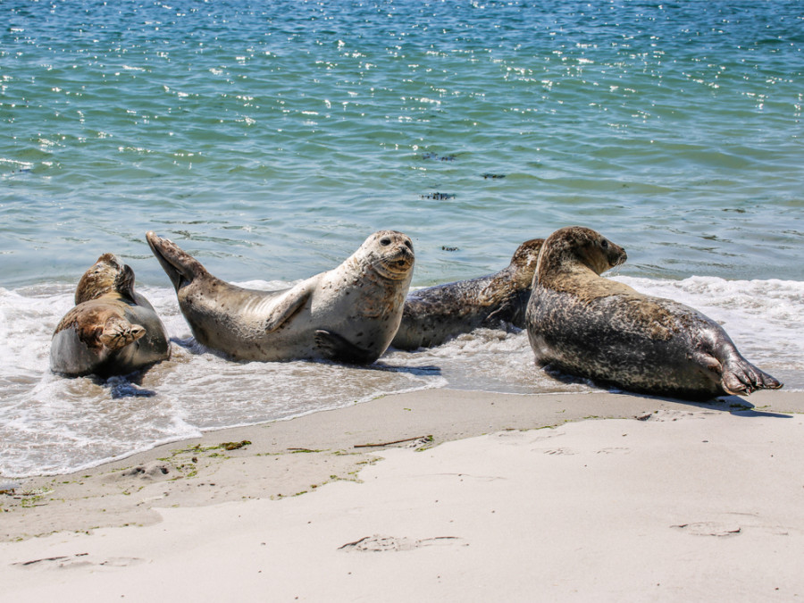 Zeehonden Helgoland