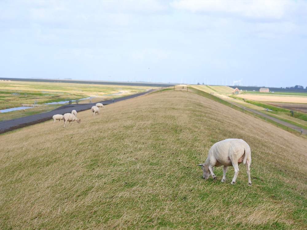 Waddendijk