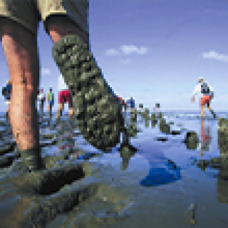 Afbeelding voor Belevenissen.nl - Wadlopen met overnachting