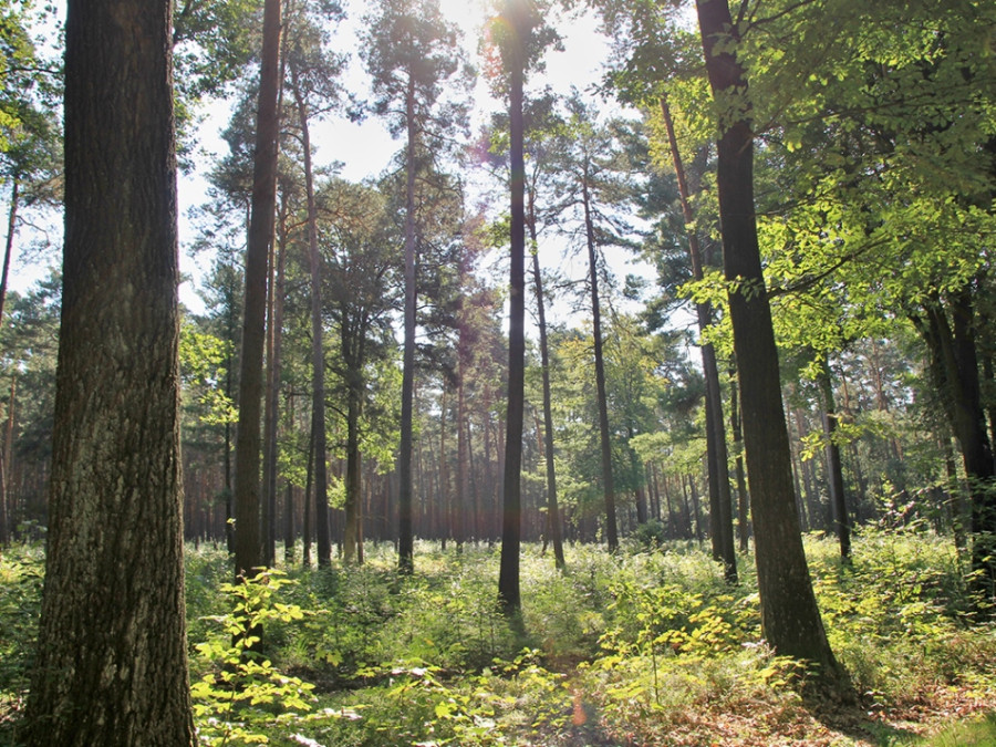 Waldblick Heide