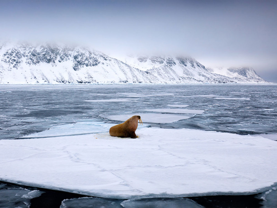 Leefgebied Walrussen