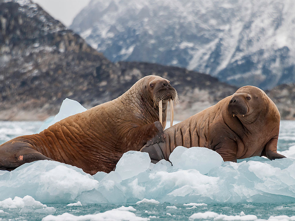 Walrussen in het wild