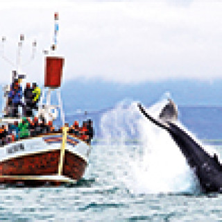 Afbeelding voor GetYourGuide - Mooiste walvisexcursies