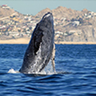 Afbeelding voor Get Your Guide - Walvissafari Los Cabos