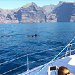 Afbeelding voor Manawa - Walvissafari op Tenerife