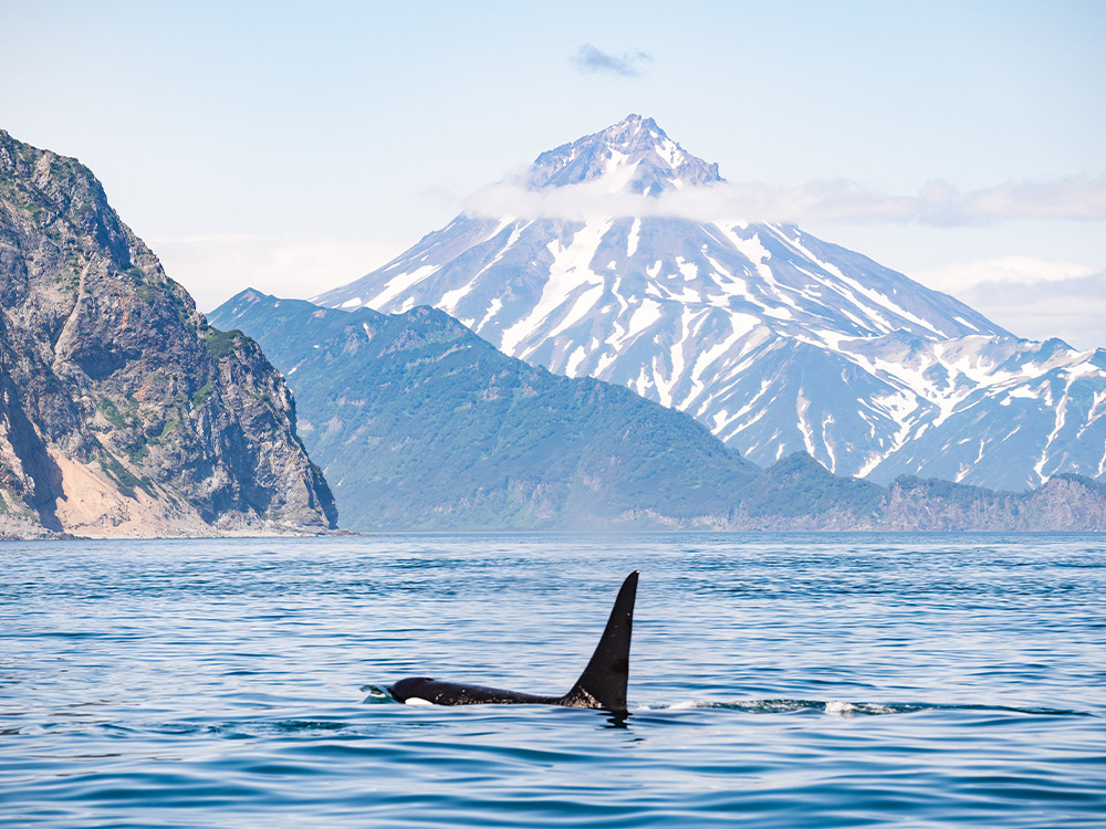 Walvissen spotten bij Kamchatka