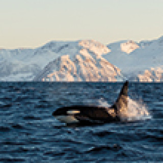 Afbeelding voor Voigt Travel - Lofoten & Vesteralen winterreis