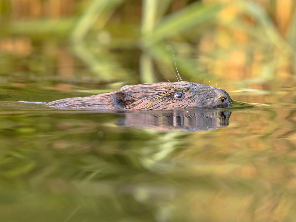 Wildlife spotten tijdens een hike