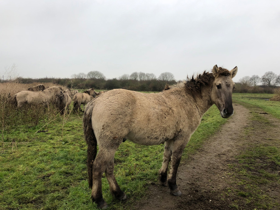 Wandelen in Flevoland