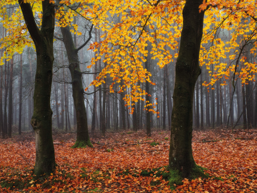 Wandelen in de herfst in Nederland