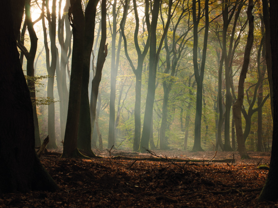 Mooiste herfstwandeling Nederland