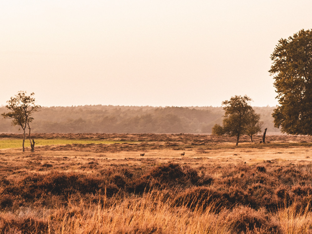 Herfstwandeling op de Veluwe