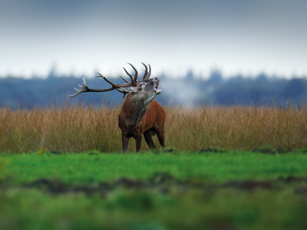 De herfst is een goede tijd voor de Veluwe