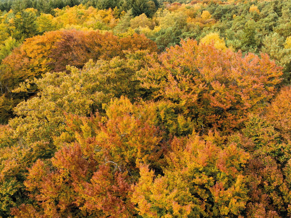 Herfstkleuren in Nederland