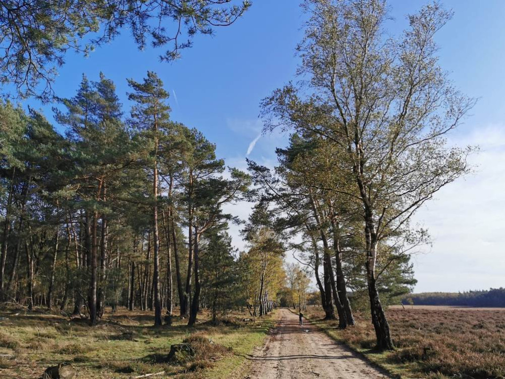 Wandelen op de Veluwe