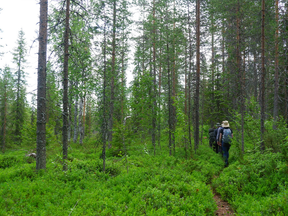 Wandelen in Taivalkoski