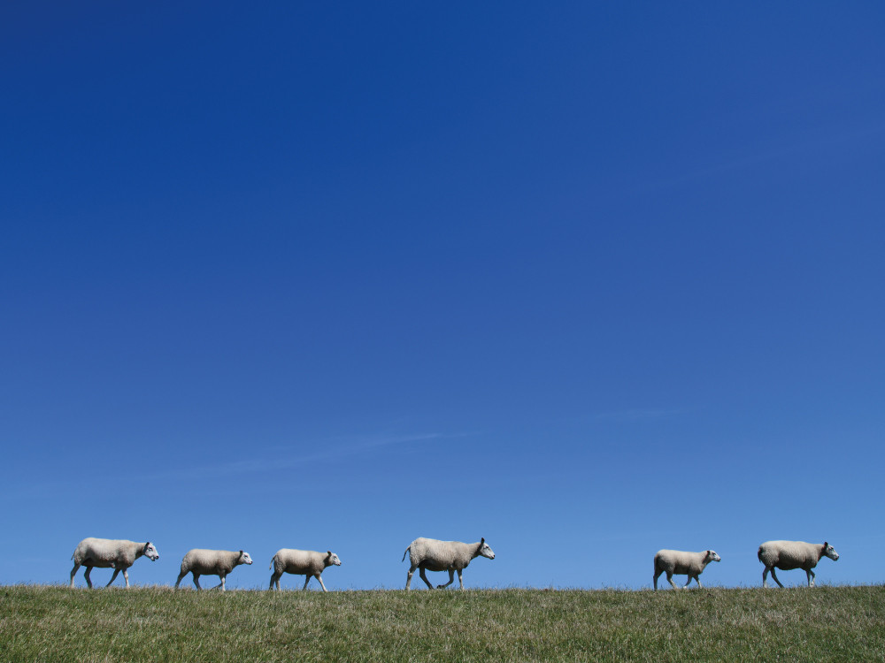 Medewandelaars tijdens een hike