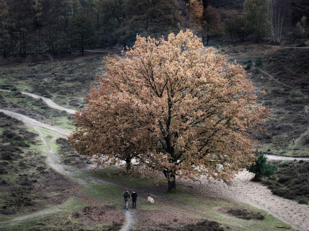 Wandelen op de Veluwezoom