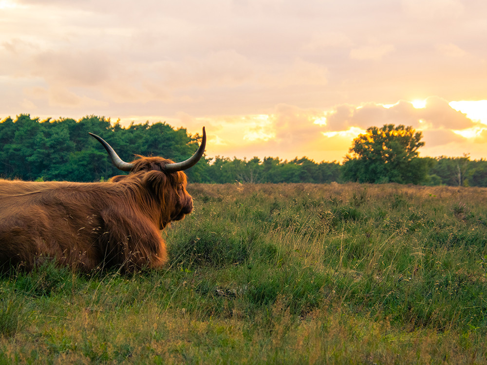 Schotse Hooglander Westerheide