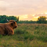 Afbeelding voor 't Gooi