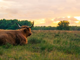 Afbeelding voor 't Gooi