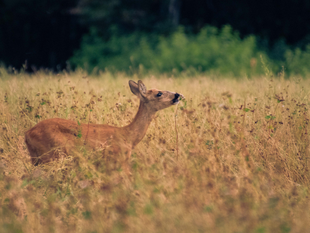 Ree op de Westerheide