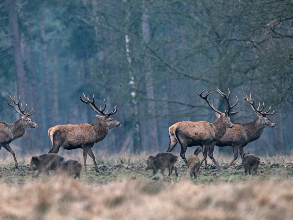 Wild spotten bij Kootwijk