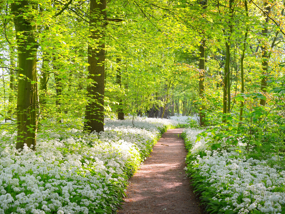 Lente: wilde knoflook langs de bospaden