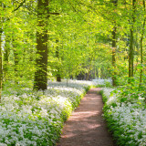 Afbeelding voor Mooiste natuurgebieden in de lente