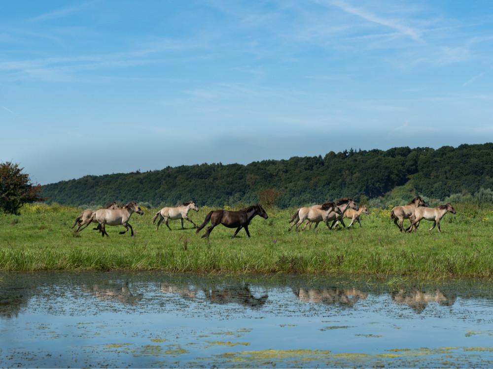 Wilde konikpaarden