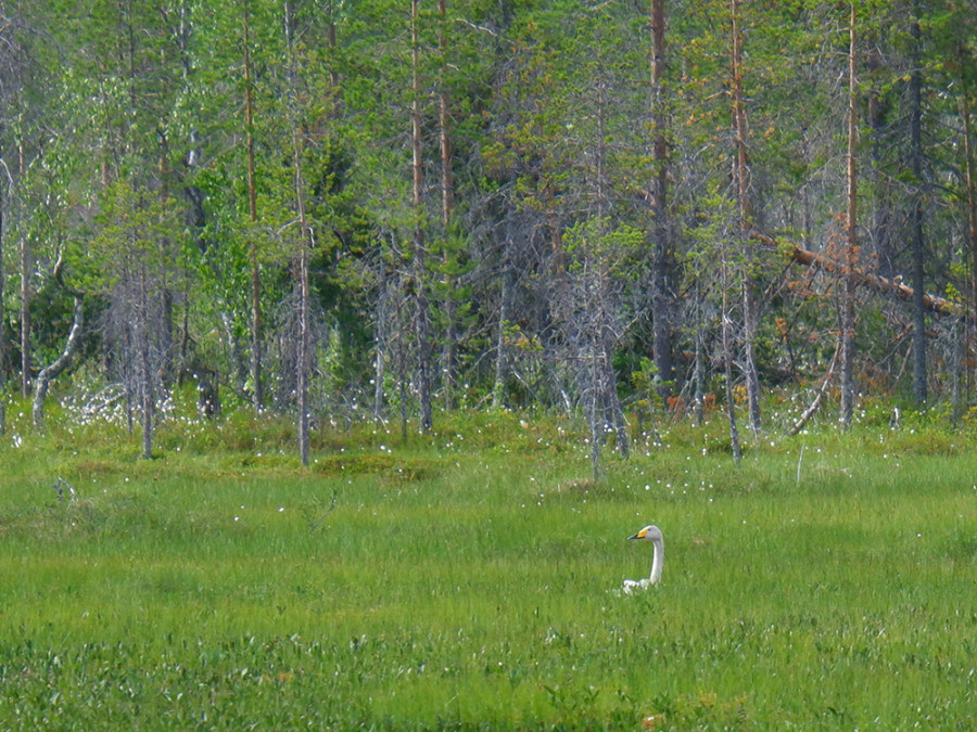 Wilde zwaan Taivalkoski