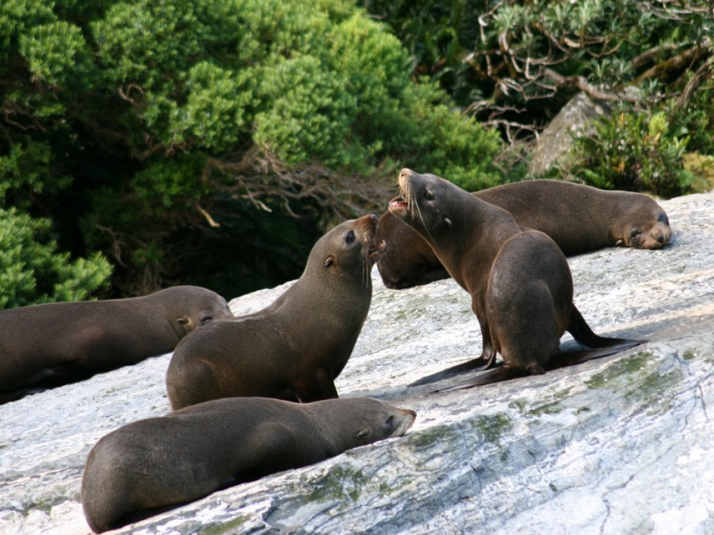 Dieren in Milford Sound